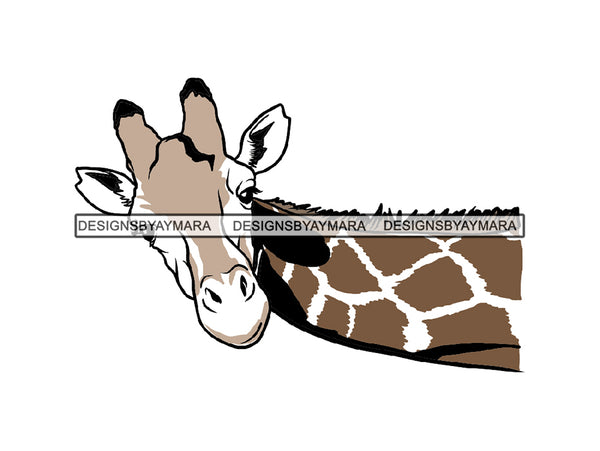 Giraffe Animal Africa Long Neck Safari Animals Close-up Bizarre Staring Tall High .EPS .PNG Vector Clipart Not for Cutting