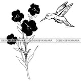 Hummingbird Flowers Garden Small Beautiful Species Bird B/W SVG JPG PNG Vector Clipart Cricut Silhouette Cut Cutting