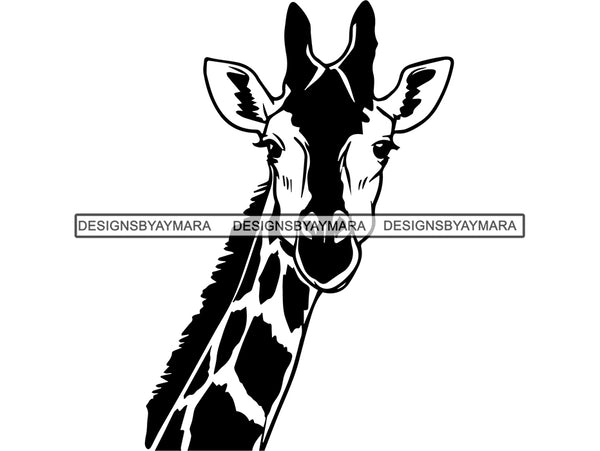 Giraffe Animal Africa Long Neck Safari Animals Close-up Bizarre Staring Tall High .SVG .EPS .PNG Vector Clipart Circuit Cricut  Cut Cutting